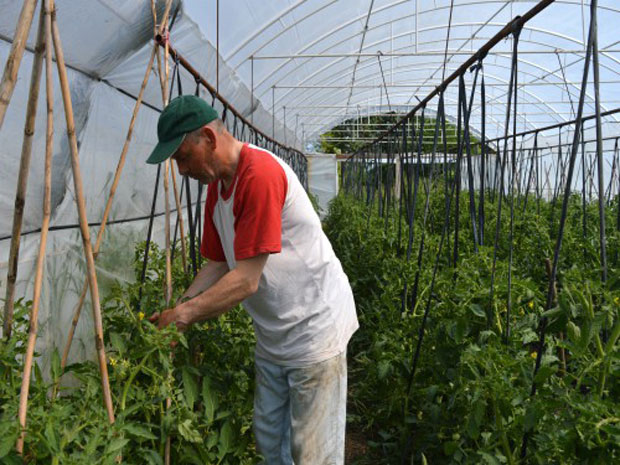 Шандор прави најбољи спанаћ у Србији